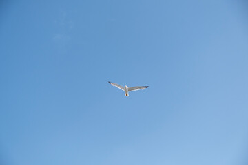 Fototapeta na wymiar A lonely seagull flies over the blue sky. Seagull hunting fish over the sea.