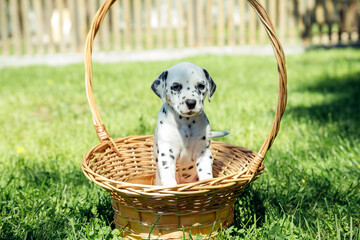 beautiful dalmatian puppy outdoors in summer, sitting in straw basket outside in the park. active...