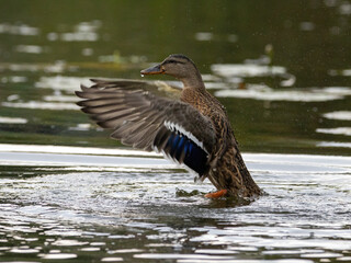 duck in the water © Marcin Goinda