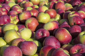 orchard harvest apple background fresh organic fruits