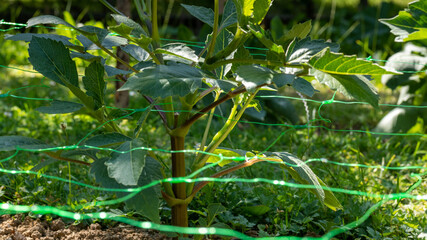 Cut flower netting. Plant support net. Using plastic garden netting to support dahlia plants. - obrazy, fototapety, plakaty