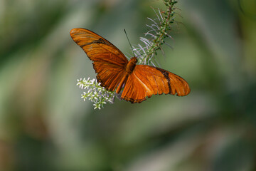 Julia Butterfly With Orange and Black Bands