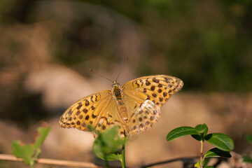 butterfly on a flower