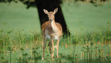 A Small Fallow Deer Looing at the Camera