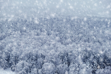 Winter forest with white trees in the snow, copy space for text. Top view of the snowy park, background