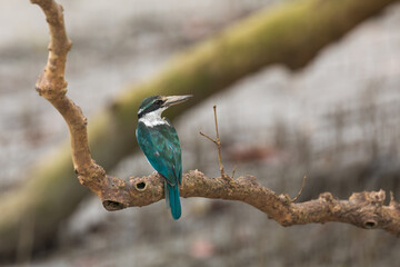 Collared kingfisher (Todiramphus chloris) at Sundarban NP, West Bengal, India