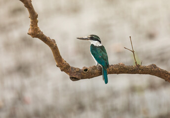 Collared kingfisher (Todiramphus chloris) at Sundarban NP, West Bengal, India