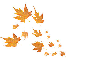 wind autumn leaves isolated for background 