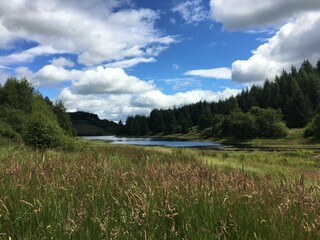 Paysage de hautes herbes avec une &eacute;tendue d'eau en fond