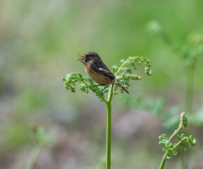 Looking to Make a Nest