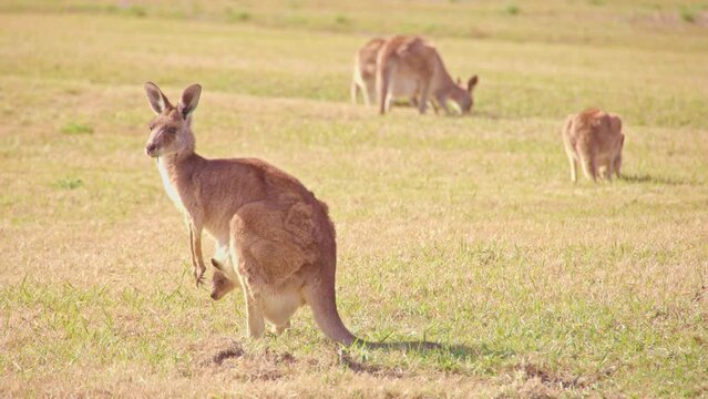 Mama kangaroo with her joey in the pouch slow motion 4K in a meadow eating grass, a few other kangaroos around