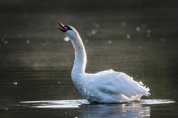 Trumpet sound of swan