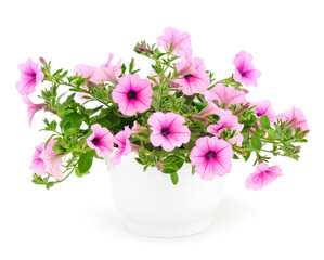 Bouquet of flowers sulfinia in a pot.