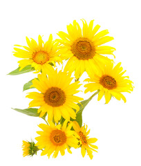 Group of yellow bright beautiful sunflower flowers.