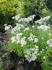 Cat's foot flower or Anaphalis margaritacea. Delicate numerous white flowers with silvery stems and leaves on a rocky Alpine flower bed. Nature wallpaper.
