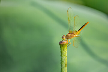 dragonfly on a green leaf
