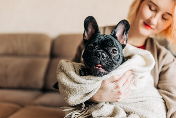 Woman holding a french bulldog puppy on her hands cute lovely moment of dog lover owner. Happy pet living in the apartment