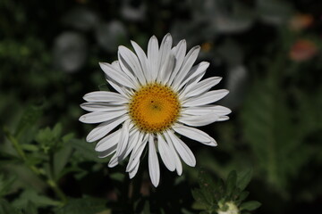 Fototapeta premium white daisy flower