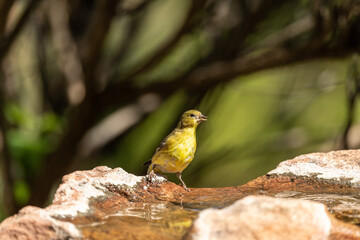 cute yellow bird