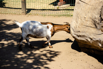 Goats in the zoo in Siofok, Hungary © Tomasz