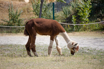 Alpacas at the zoo in Siofok, Hungary