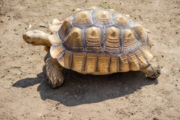 Turtles at the zoo in Siofok, Hungary © Tomasz