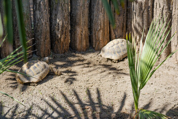 Turtles at the zoo in Siofok, Hungary - obrazy, fototapety, plakaty