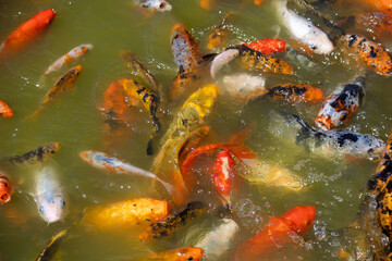 Fish in the Japanese garden