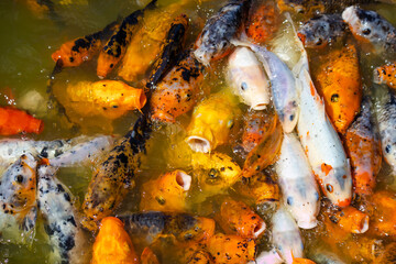 Obraz na płótnie Canvas Fish in the Japanese garden