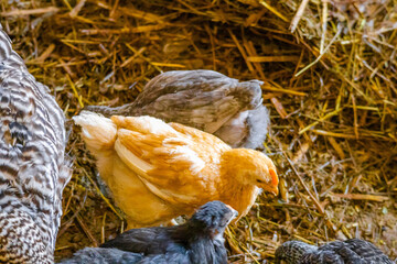 Birds at the zoo in Siofok, Hungary © Tomasz