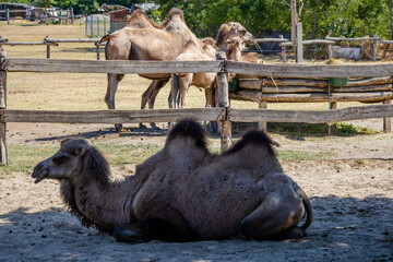 Camel in the zoo in Siofok, Hungary - obrazy, fototapety, plakaty