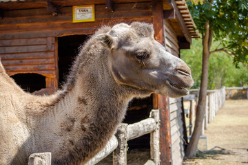 Camel in the zoo in Siofok, Hungary © Tomasz