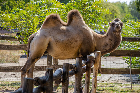 Camel in the zoo in Siofok, Hungary