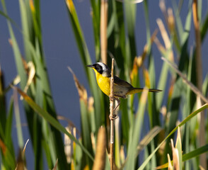 common yellowthroat, songbird, warbler