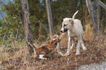 Cat and dog fighting in the garden