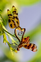 Fototapeta na wymiar dragonflies mating