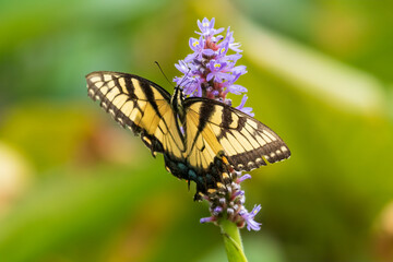 butterfly on flower