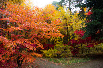 Naklejka premium Jesień w Polsce