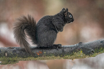 squirrel on a tree
