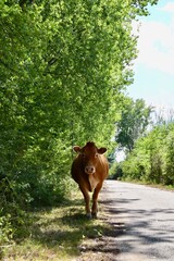 Braune Kuh auf Straße 
