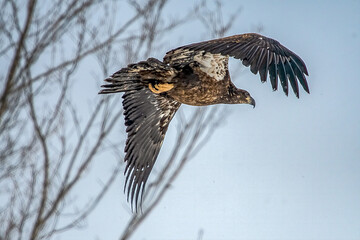 immature bald eagle flying away