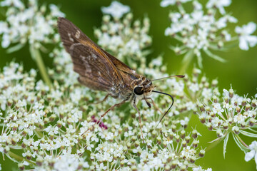 butterfly on a flower