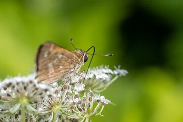 butterfly on a flower