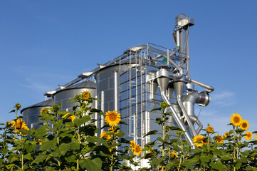Blooming sunflowers in the foreground, a grain dryer in the background. The sunflower is the national flower of Ukraine and Ukraine grows the most sunflower seeds in the world.  © Pauliina