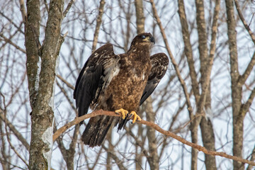 eagle on a branch