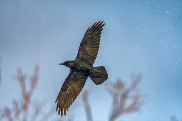 crow in spring flying overhead
