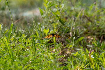 monarch butterfly in flight