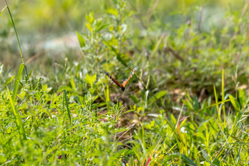 monarch butterfly in flight