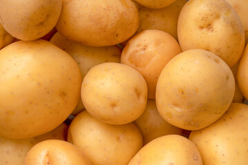 A group of fresh tasty potato as  background.