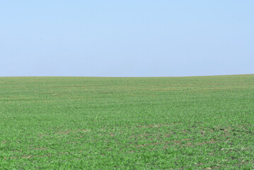 Obraz premium Green field with blue sky as background.
